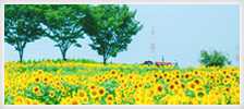 FEELING(フィーリング)